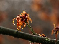 Hamamelis Robert 2016 01 23 9149